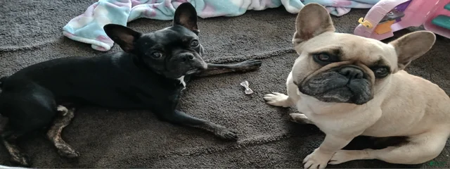 Mamas