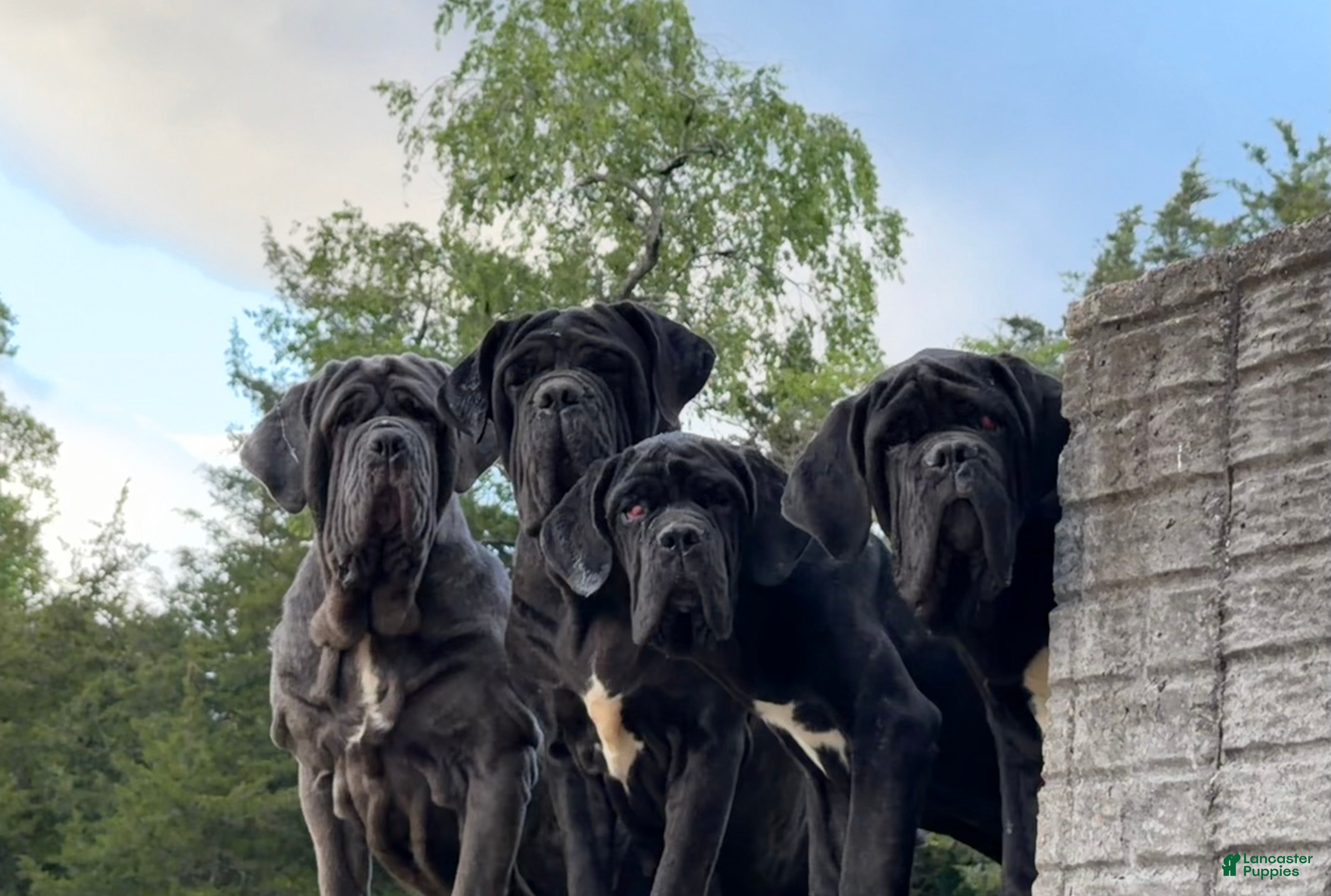 Neapolitan Mastiff dogs Neapolitan Mastiff Puppy 1 - Ad 2