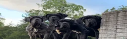 Neapolitan Mastiff dogs for sale: Neapolitan Mastiff Puppy 1 - Ad 2