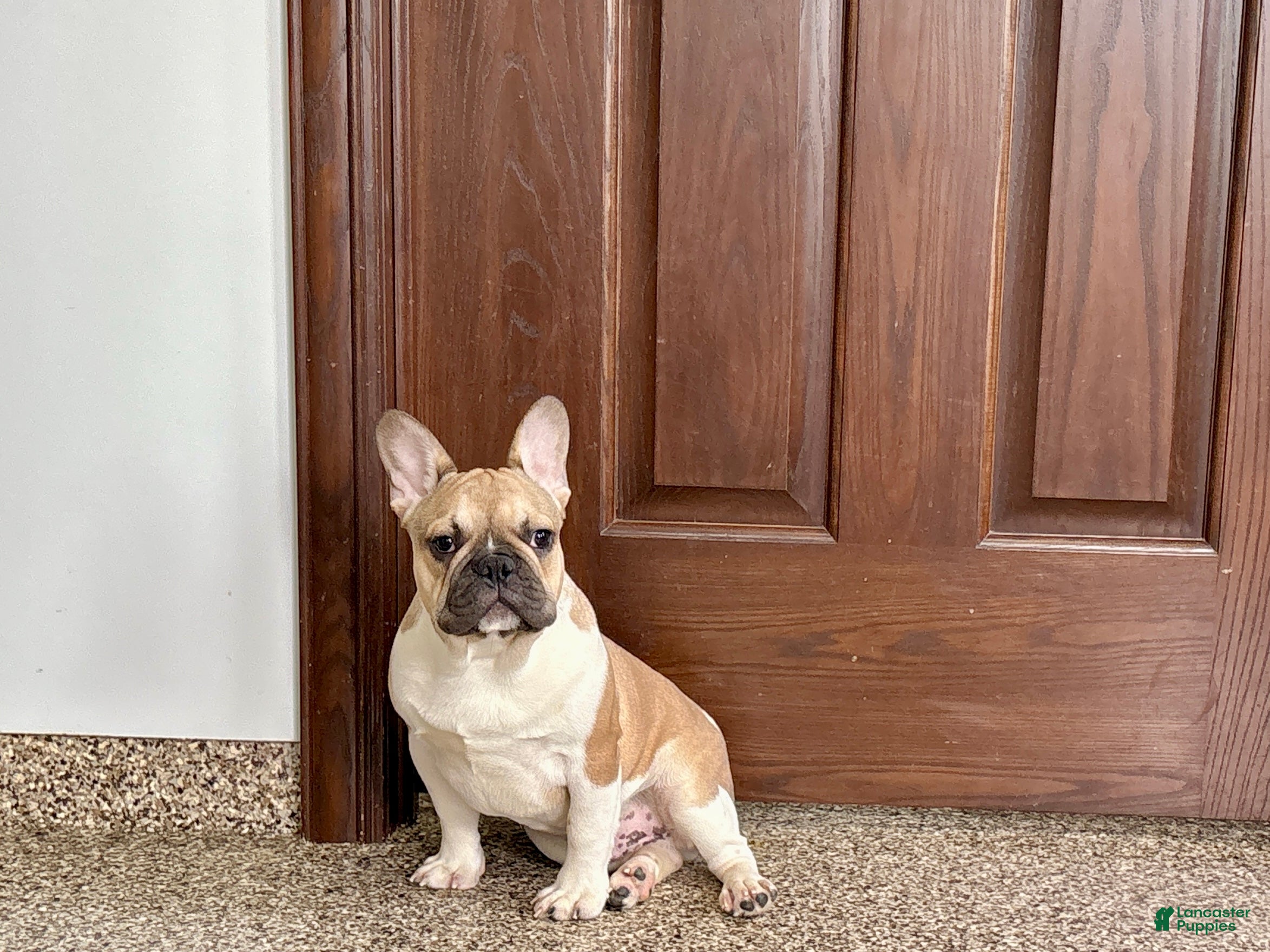French Bulldog dogs French Bulldog Puppy 1 - Ad 1