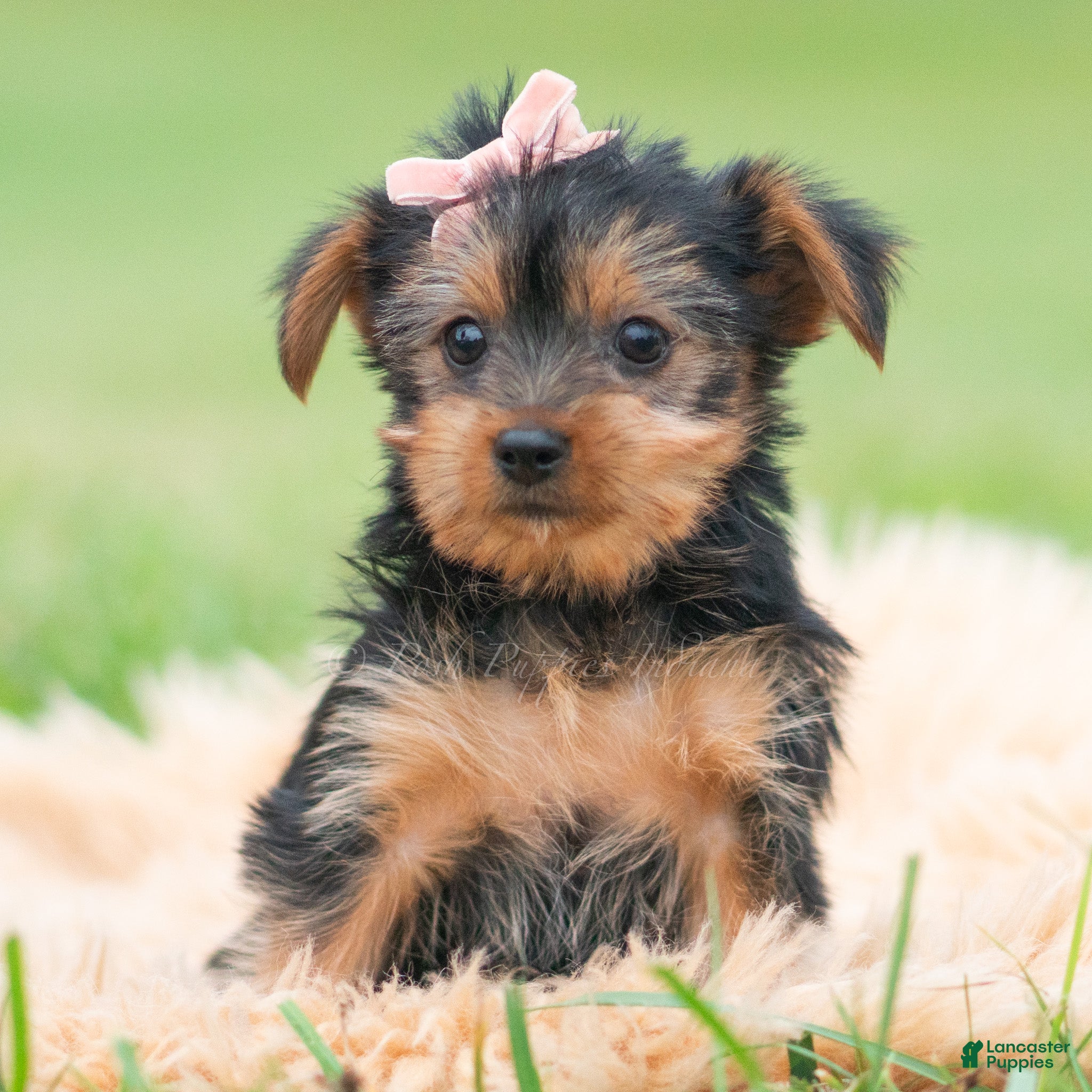 Yorkshire Terrier dogs for sale: Gia - Ad 14