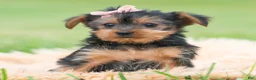 Yorkshire Terrier dogs for sale: Gia - Ad 1