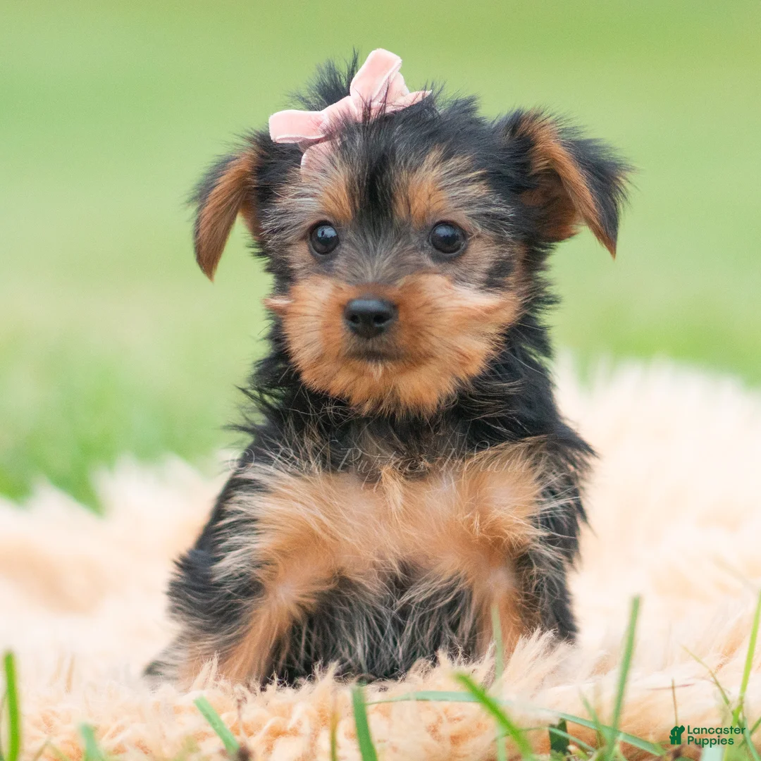 Yorkshire Terrier dogs for sale: Gia - Ad 1