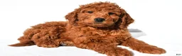 Mini Goldendoodle dogs for sale: Rusty - Ad 6