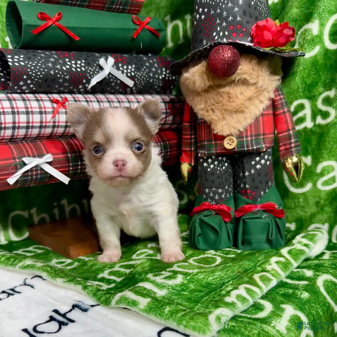 Chihuahua dogs for sale: Tiny Izzy Lavender LC - Ad 2