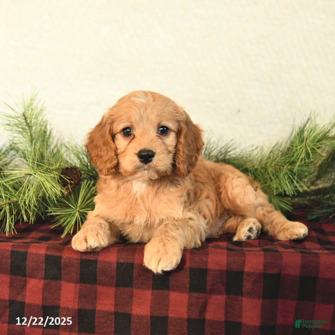 Cockapoo dogs for sale: Winston - Ad 4