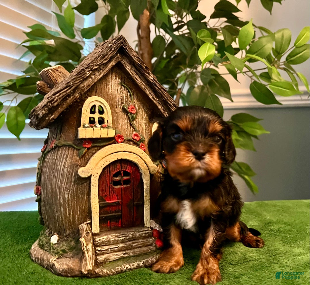 Cavalier King Charles Spaniel dogs for sale: Cavalier King Charles Spaniel Puppy 5- Eve - Ad 1