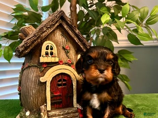 Cavalier King Charles Spaniel dogs Cavalier King Charles Spaniel Puppy 5- Eve - Ad 24