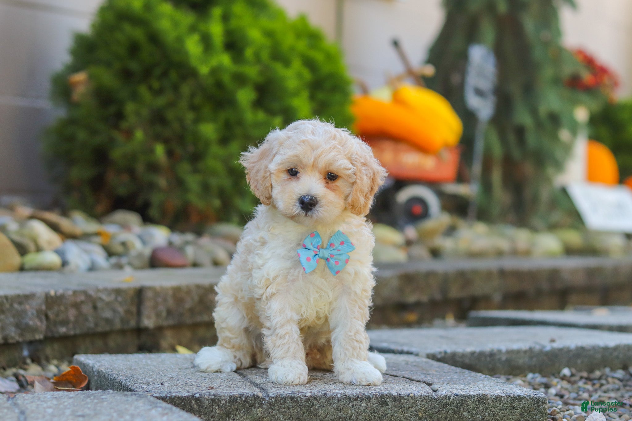 Maltipoo dogs Brooks - Ad 1