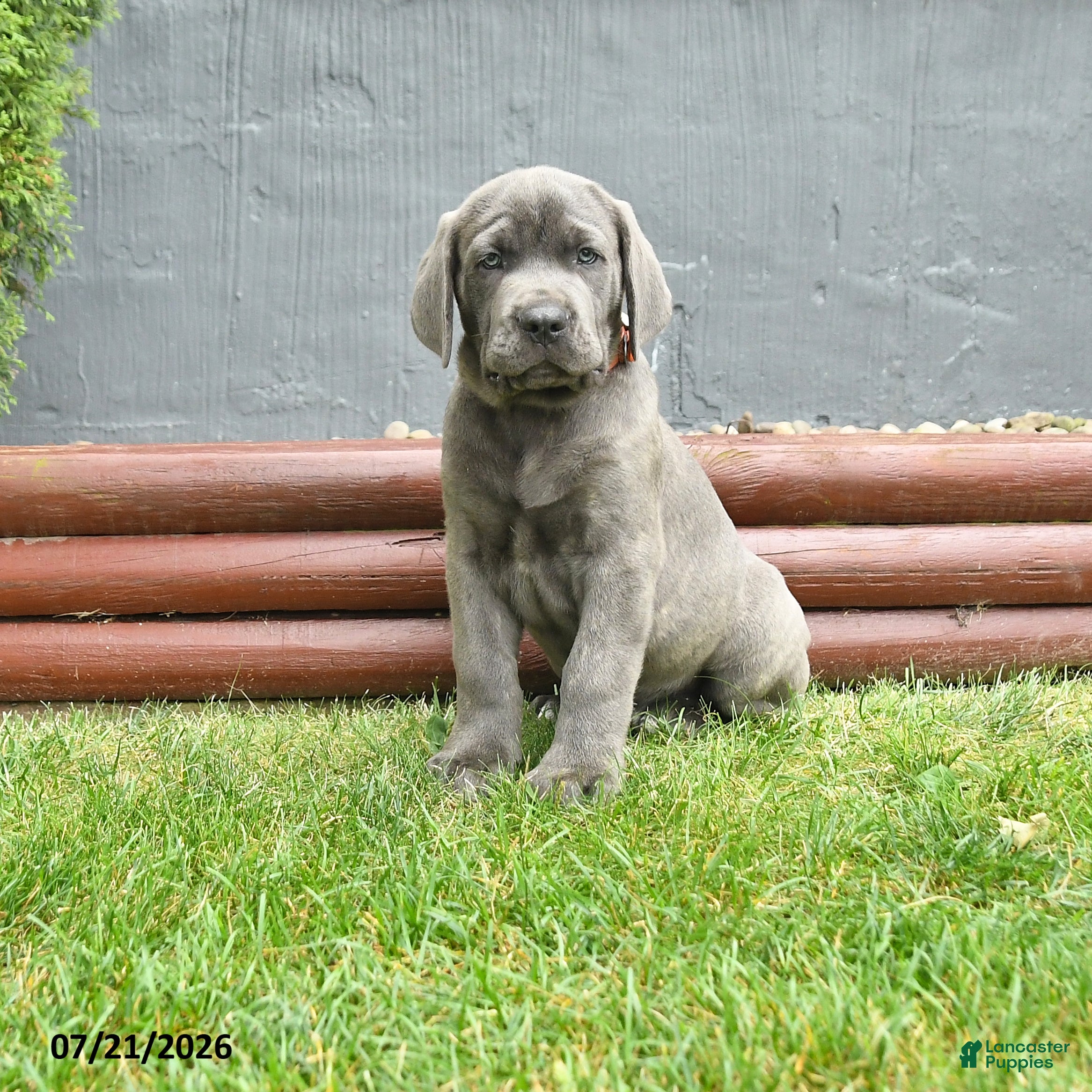 Cane Corso dogs River - Ad 1