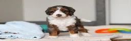 Mini Bernedoodle dogs for sale: Danica - Ad 5