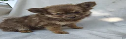 Pomchi dogs for sale: Kisses - Ad 5