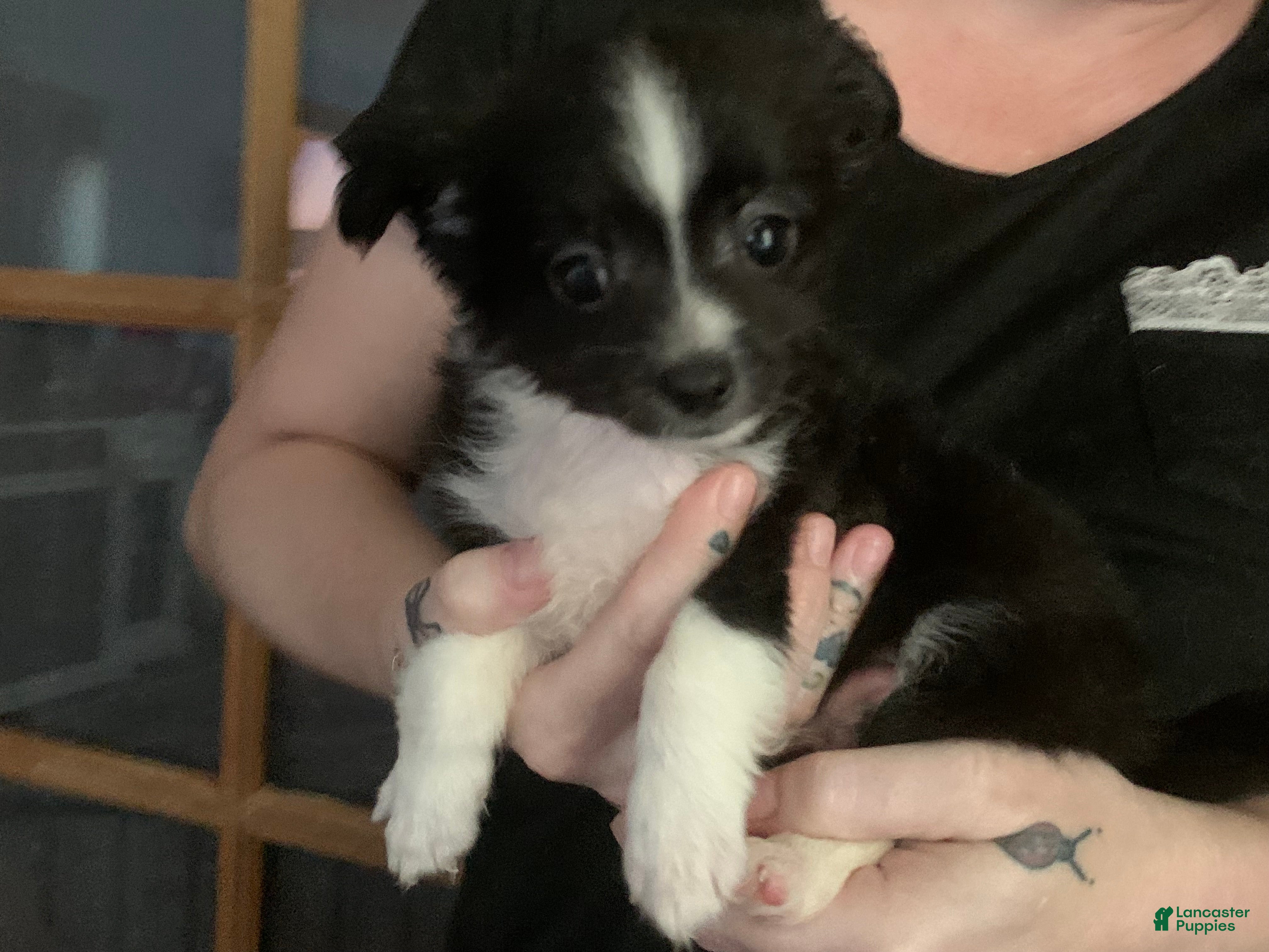 Pomchi dogs Pomchi 1 - Ad 1