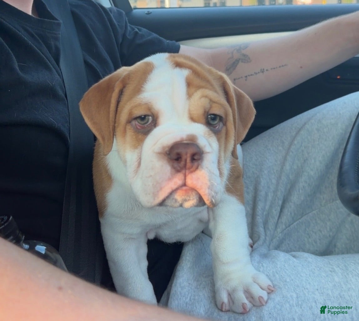 Victorian Bulldog dogs Rocky - Ad 18