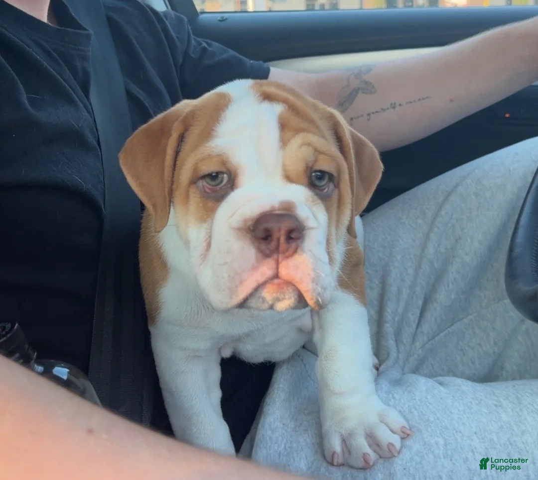 Victorian Bulldog dogs for sale: Rocky - Ad 1
