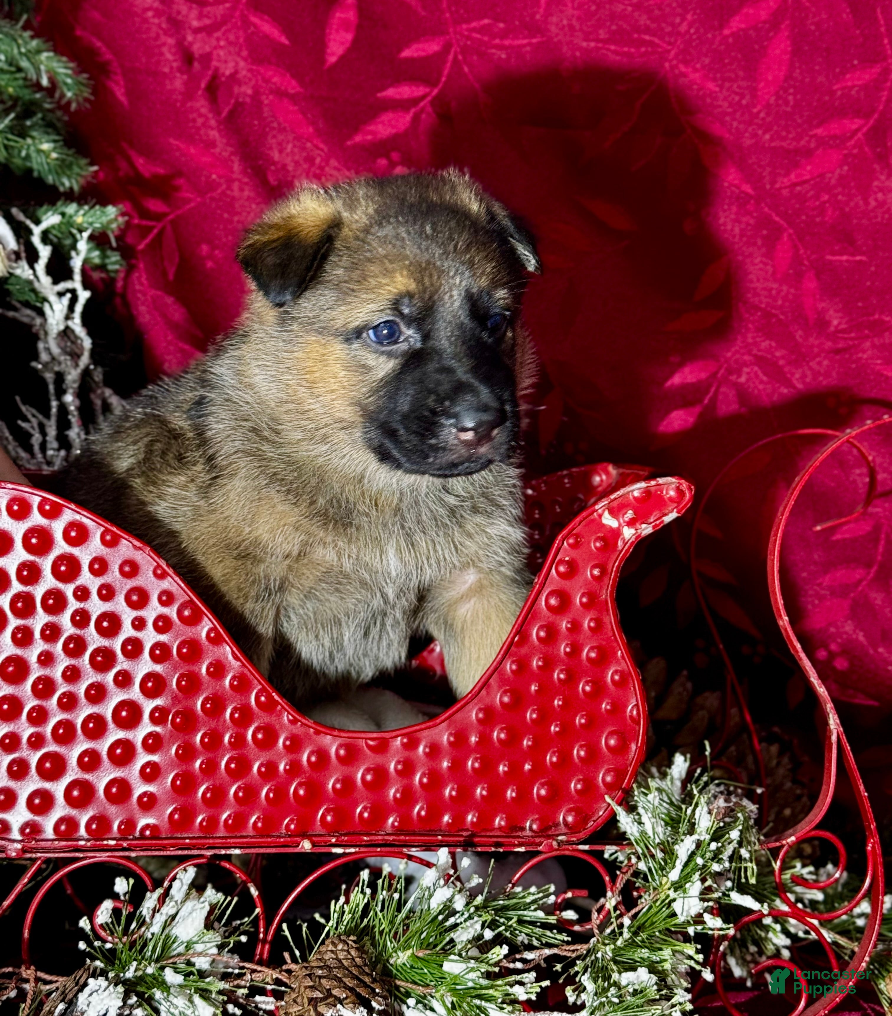 German Shepherd dogs Denver - Ad 1