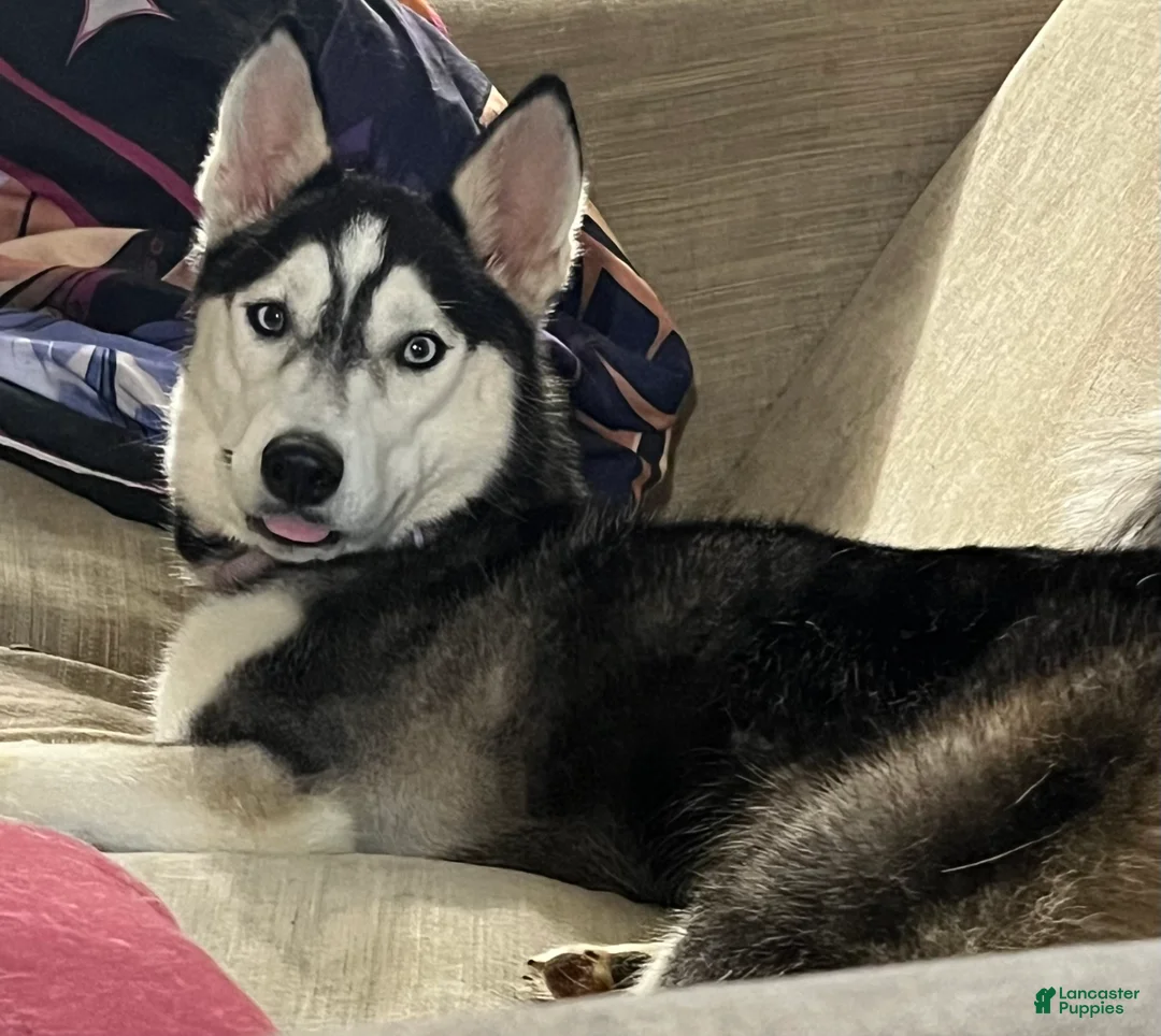Siberian Husky dogs for sale: Ruby - Ad 1