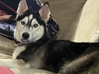 Siberian Husky dogs Ruby - Ad 33