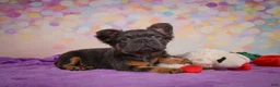 French Bulldog dogs for sale: Buddy - Ad 3