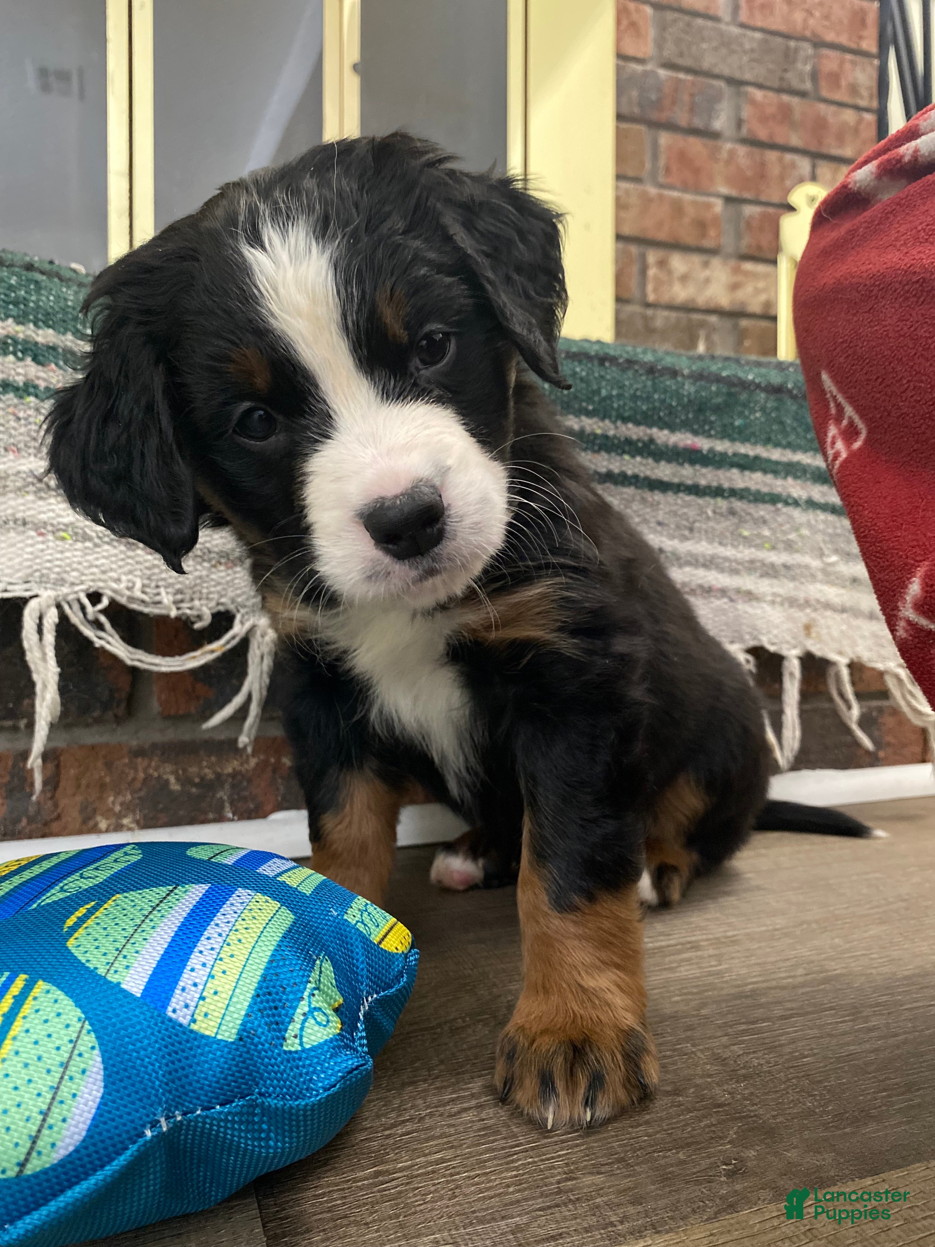 Bernedoodle dogs Bernedoodle Puppy Buddha - Ad 30