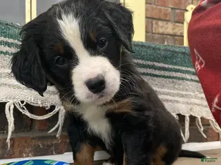 Bernedoodle dogs Bernedoodle Puppy Buddha - Ad 30