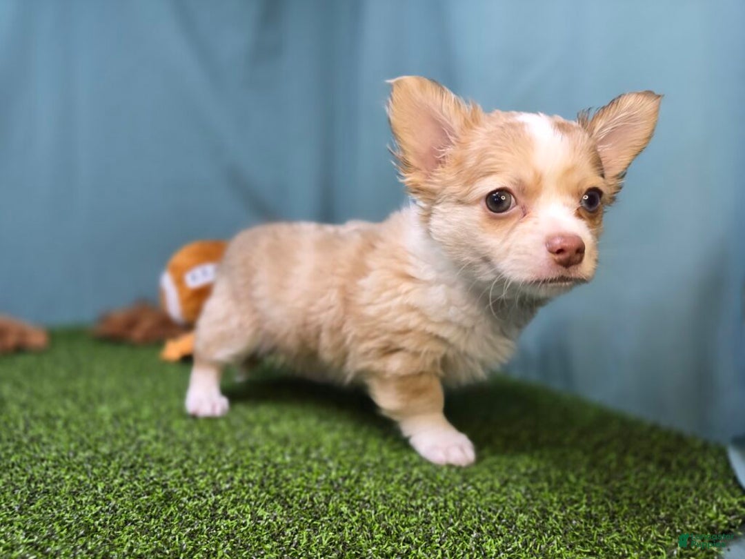 Chihuahua dogs for sale: Max - Ad 5