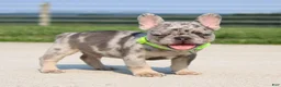 French Bulldog dogs for sale: Winston - Ad 4