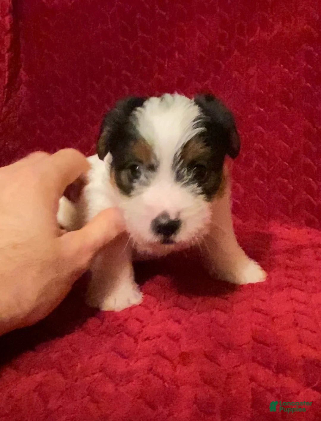 Jack Russell Terrier dogs for sale: Jack Russell Terrier Puppy 4 - Ad 3