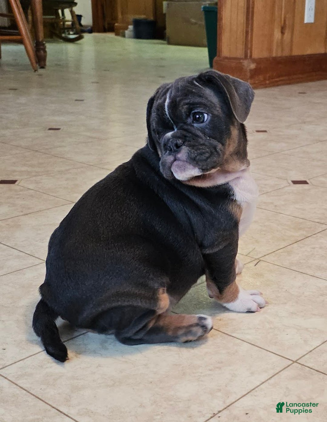 Mixed Breed dogs for sale: Blue Beauty - Ad 5