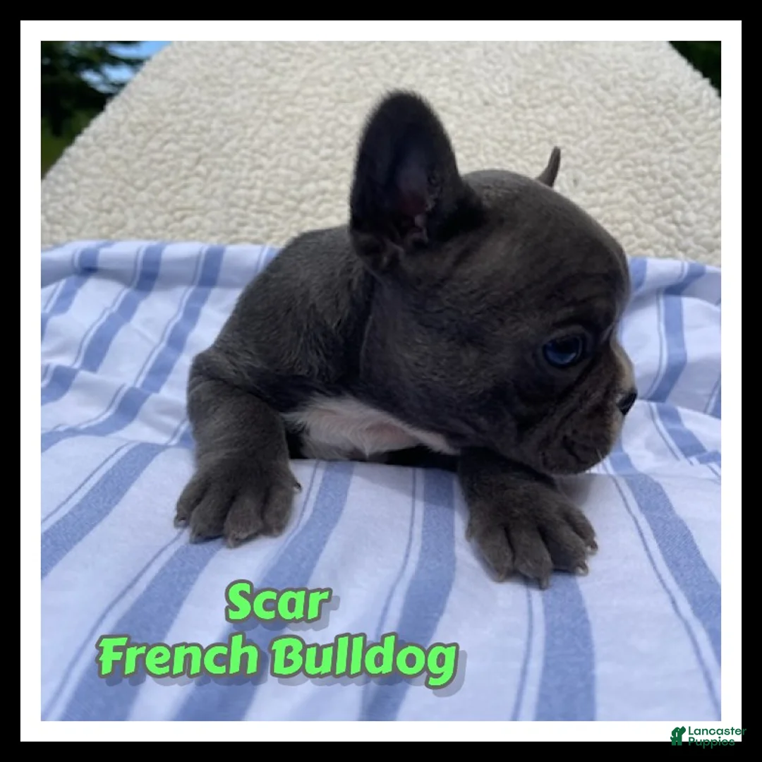 French Bulldog dogs for sale: Scar - Ad 1
