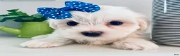 Maltese dogs for sale: Toy sized Anya - Ad 10