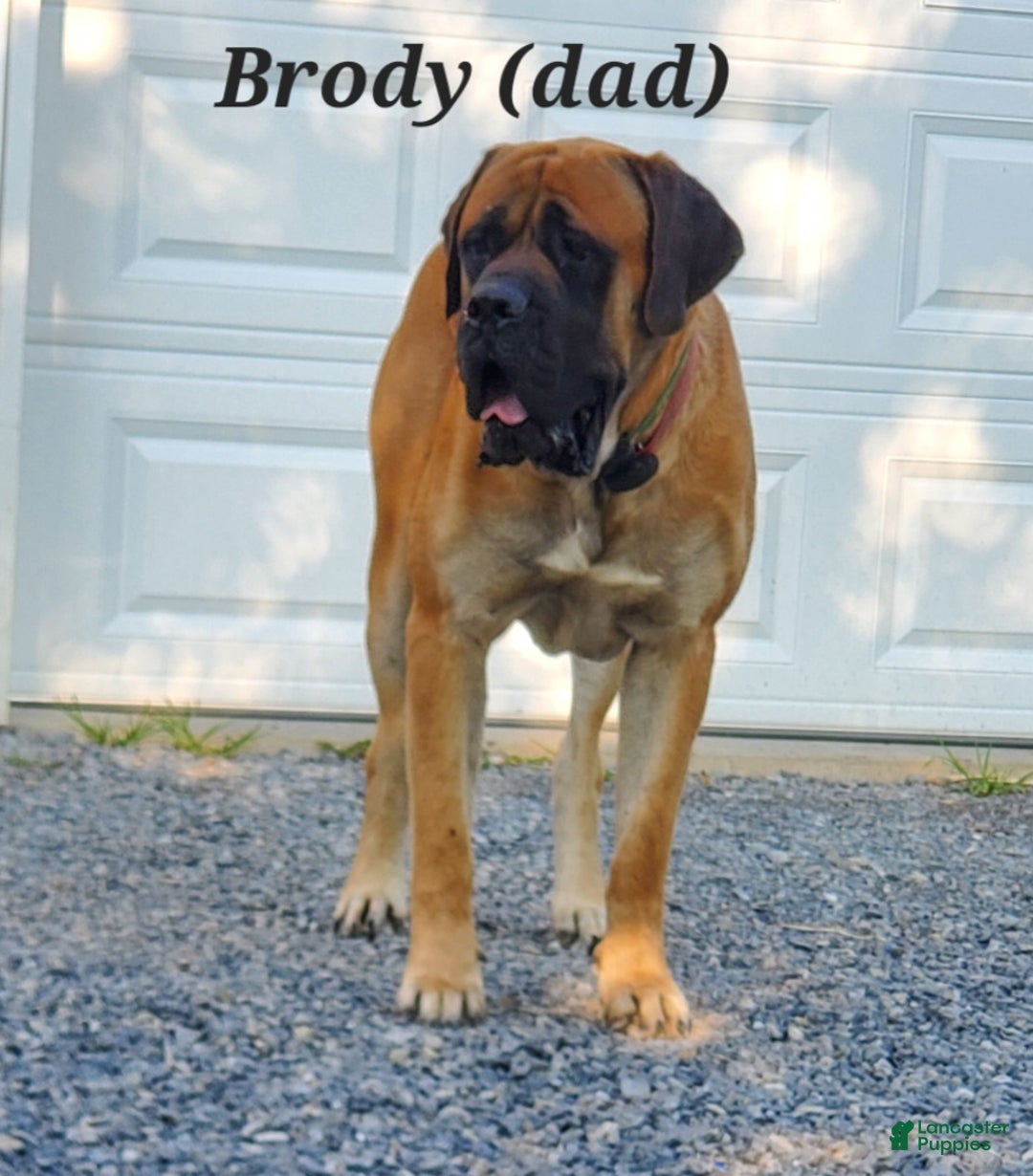 English Mastiff dogs for sale: Annie - Ad 6