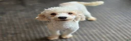 Cockapoo dogs for sale: Puddleduck - Ad 7