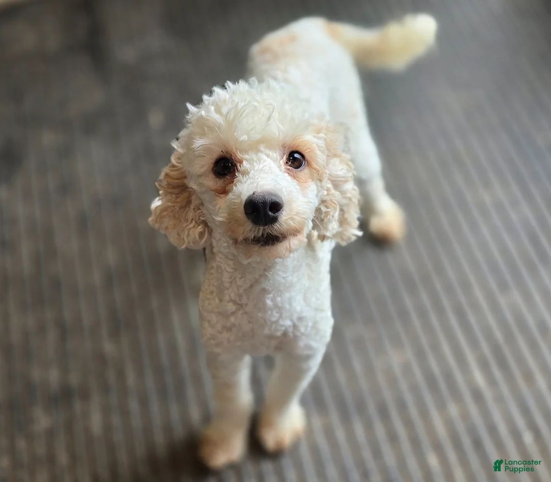 Cockapoo dogs for sale: Puddleduck - Ad 7