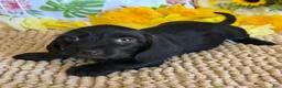 Miniature Dachshund dogs for sale: Blackie - Ad 2
