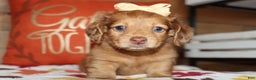 Miniature Dachshund dogs for sale: Terry  - Ad 18