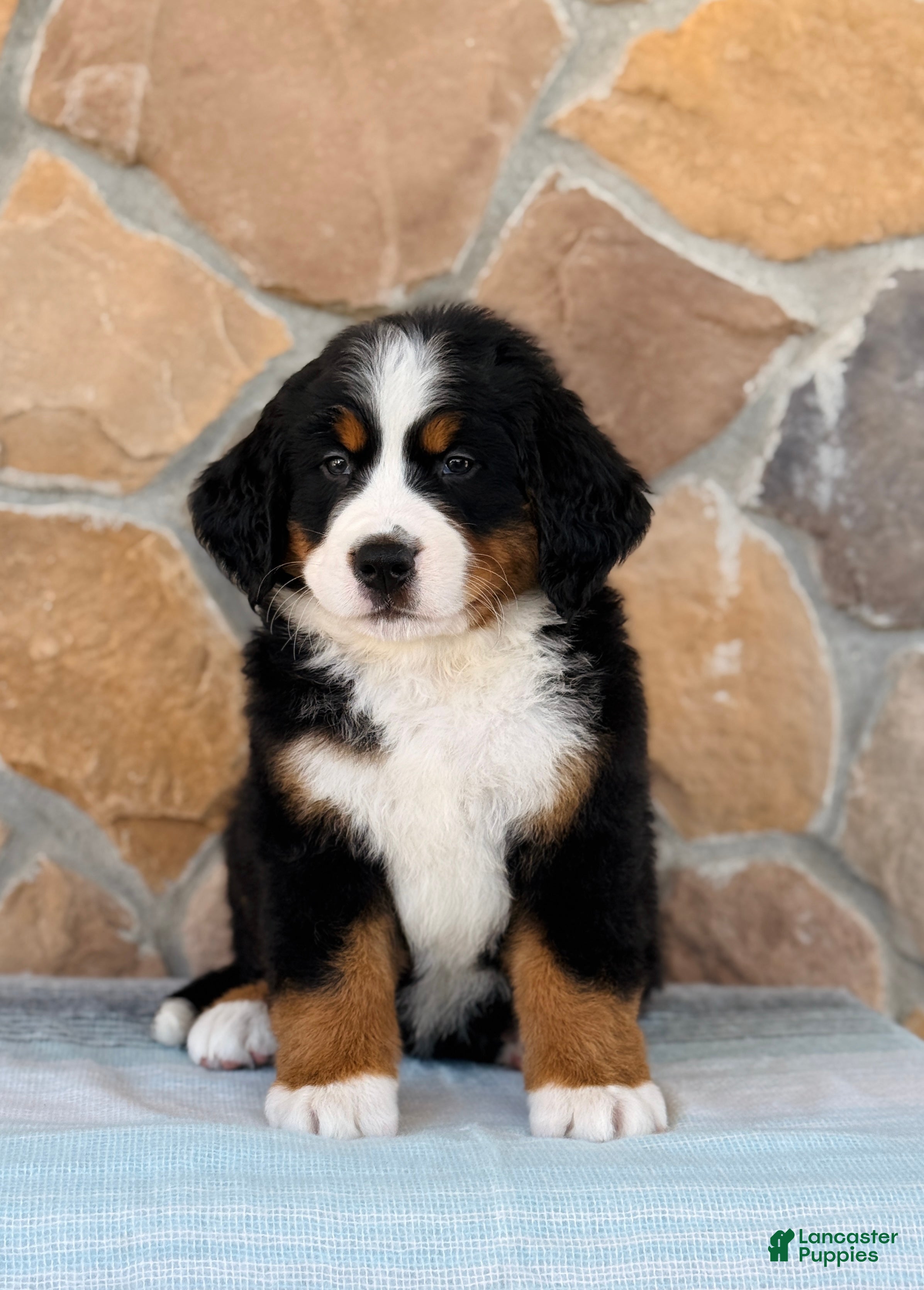 Bernese Mountain Dog dogs Rocket - Ad 1