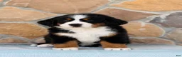 Bernese Mountain Dog dogs for sale: Rocket - Ad 1
