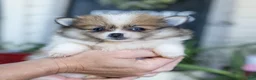 Pomeranian dogs for sale: Maggie - Ad 3