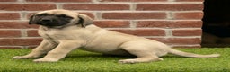 English Mastiff dogs for sale: Misty - Ad 4