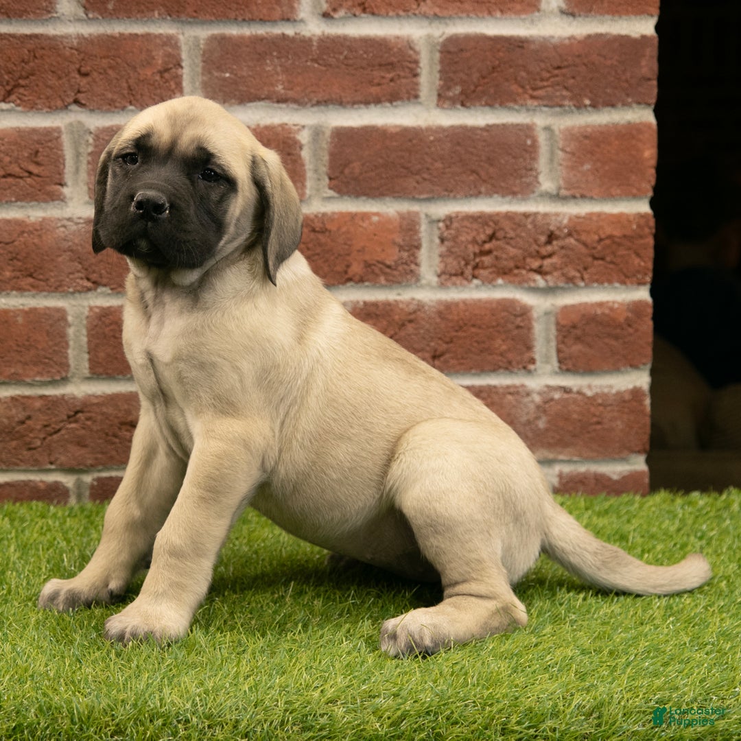 English Mastiff dogs for sale: Misty - Ad 4