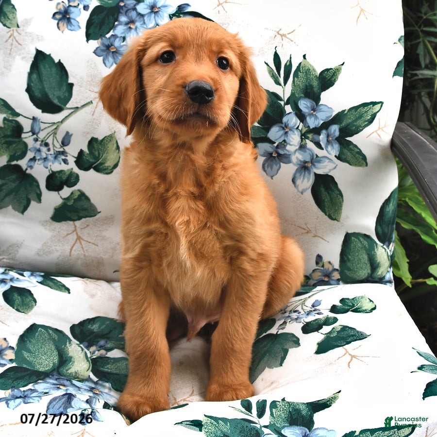 Golden Retriever dogs Lucky - Ad 2