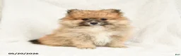 Pomeranian dogs for sale: Dandy - Ad 4