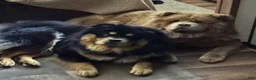 Chow Chow dogs for sale: Teddy  - Ad 13