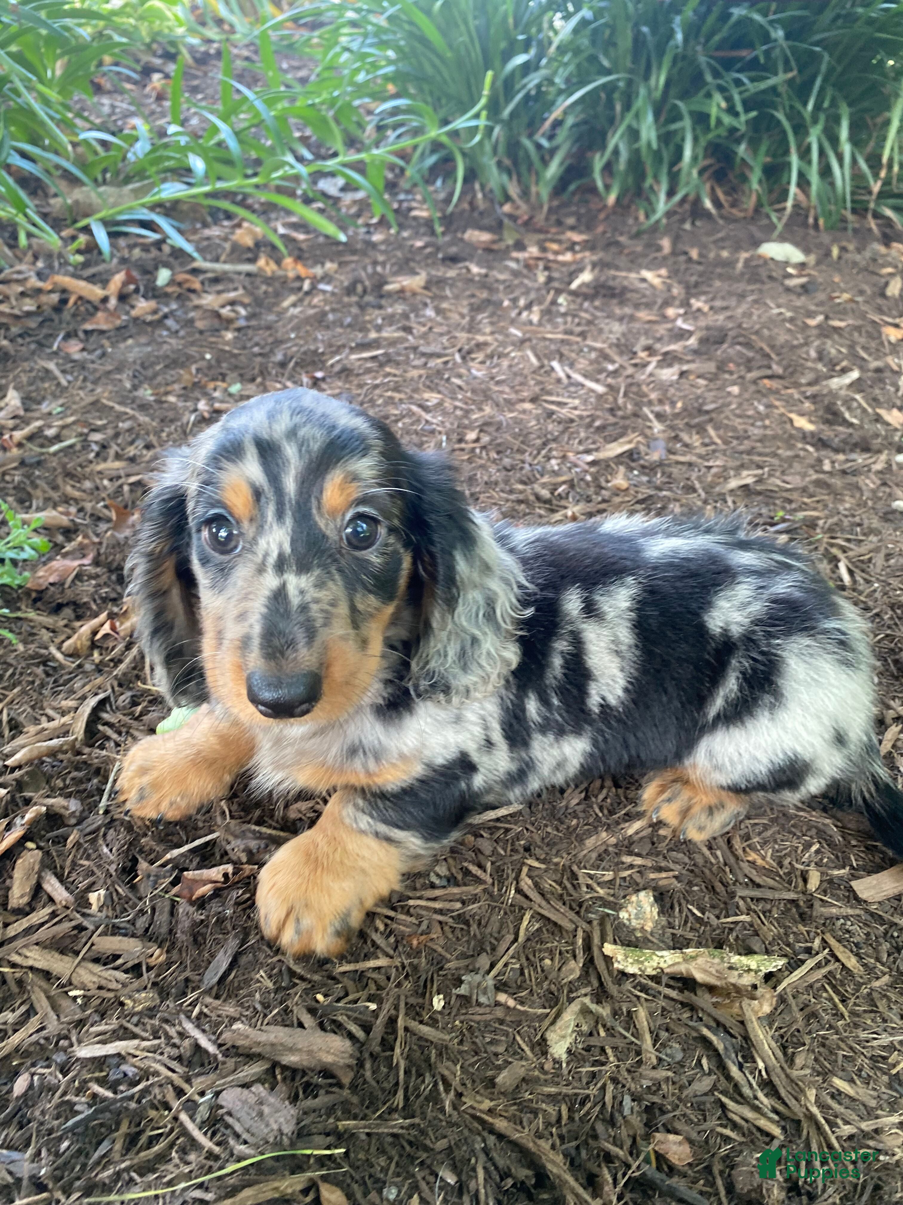 Miniature Dachshund dogs Luigi - Ad 2
