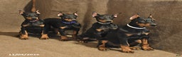Doberman Pinscher dogs for sale: Bonnie - Ad 5