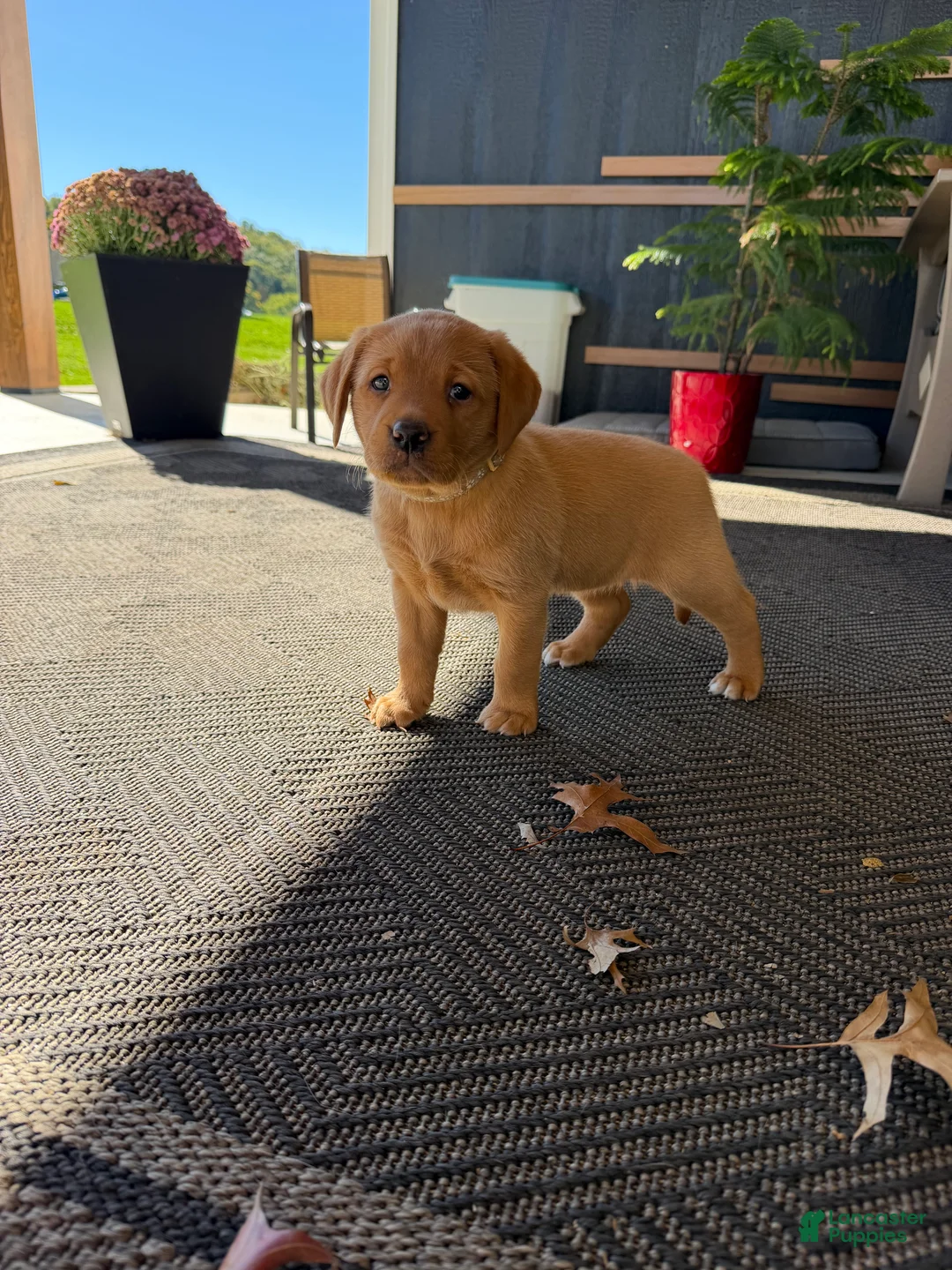 Labrador Retriever dogs for sale: Rosy - Ad 1