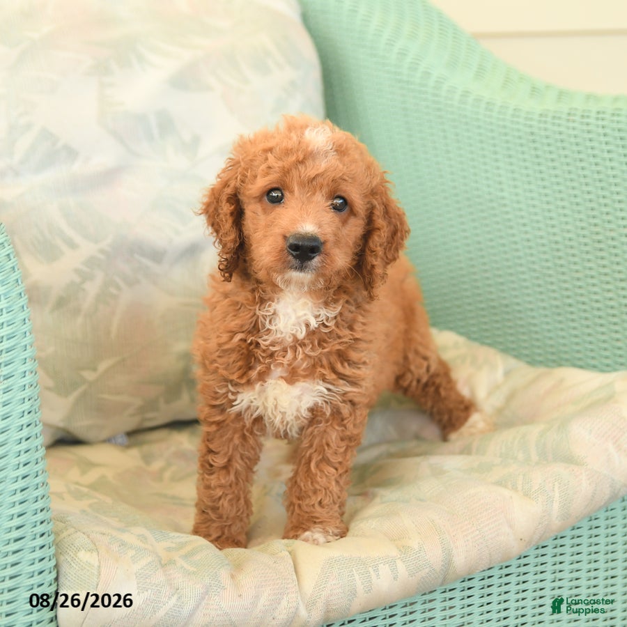 Cavapoo dogs Felix - Ad 2