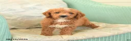 Cavapoo dogs for sale: Felix - Ad 2