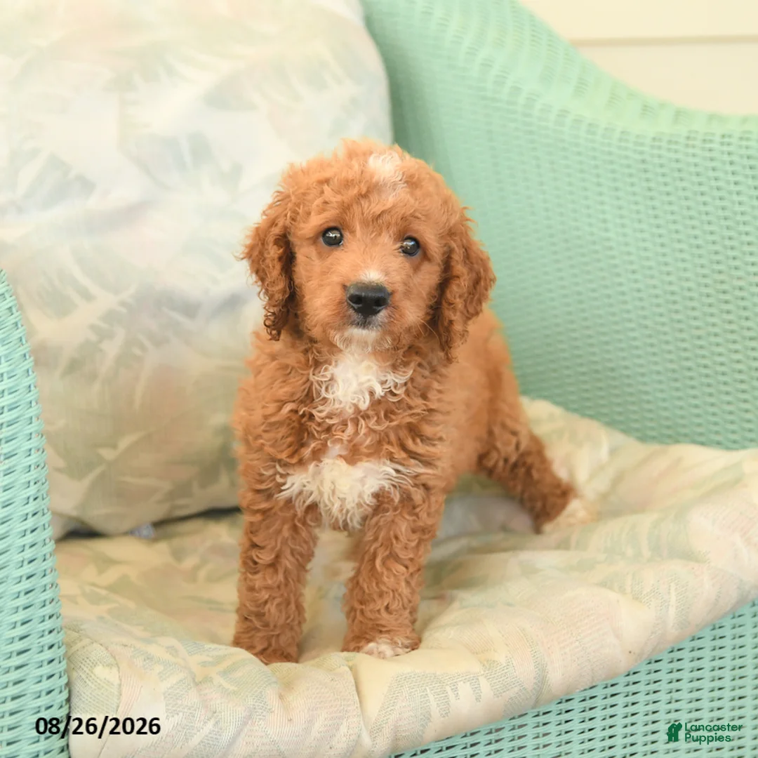 Cavapoo dogs for sale: Felix - Ad 2